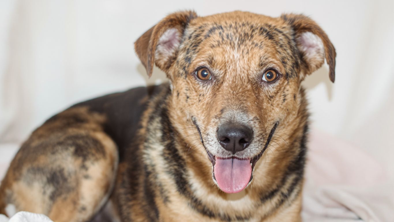 Happy rescue dog looking at the camera.