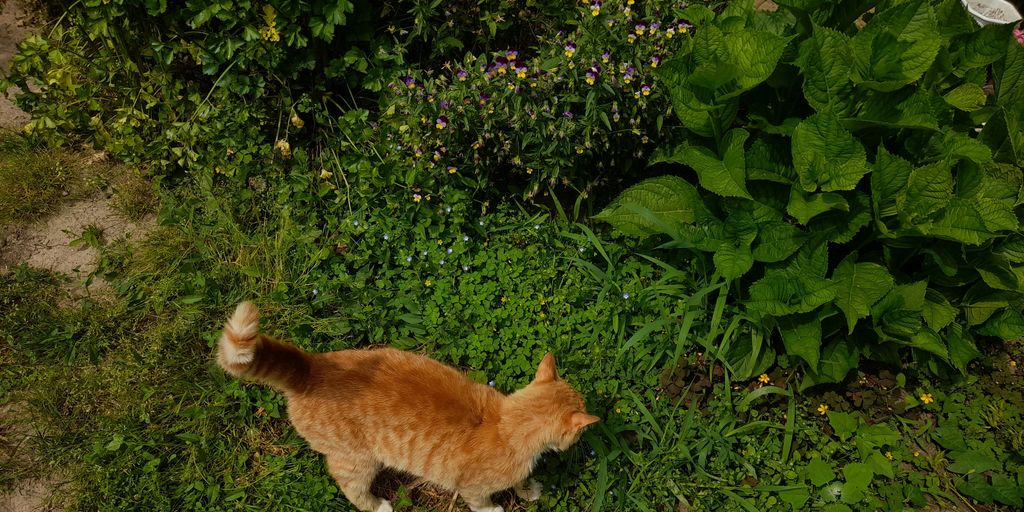 an orange cat walking through a lush green field