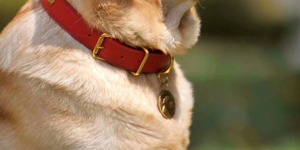 a dog with a red collar