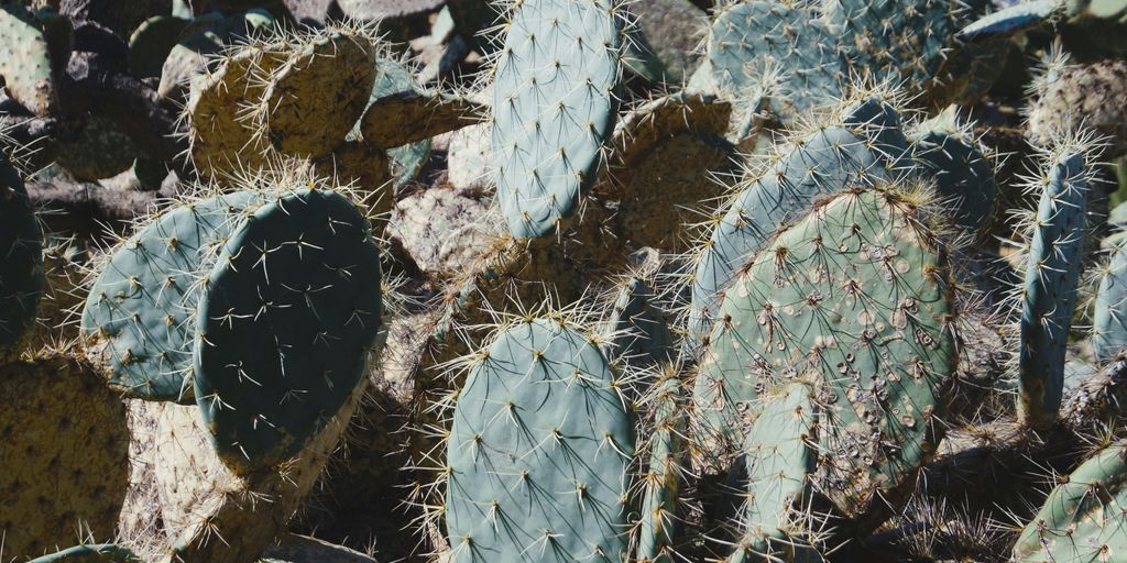 a large group of cactus plants in a field