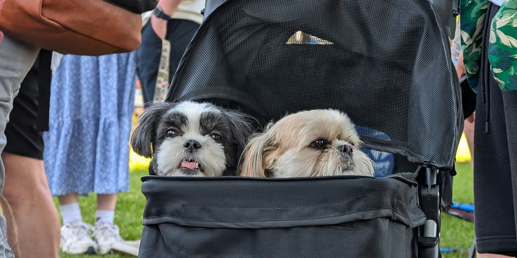 Two small dogs are sitting in a stroller