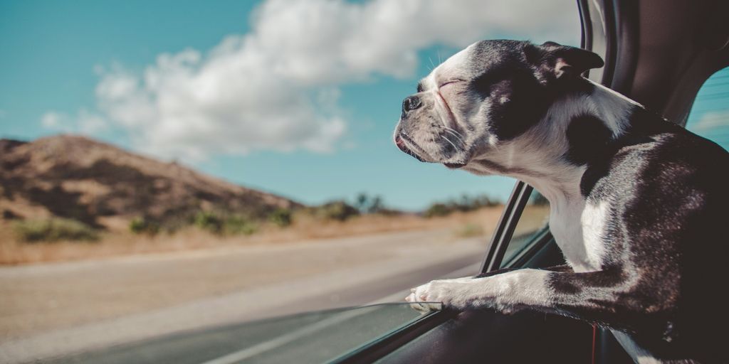 Boston Terrier inside a vehicle