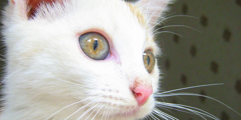 kitten boarding facility on the West Coast