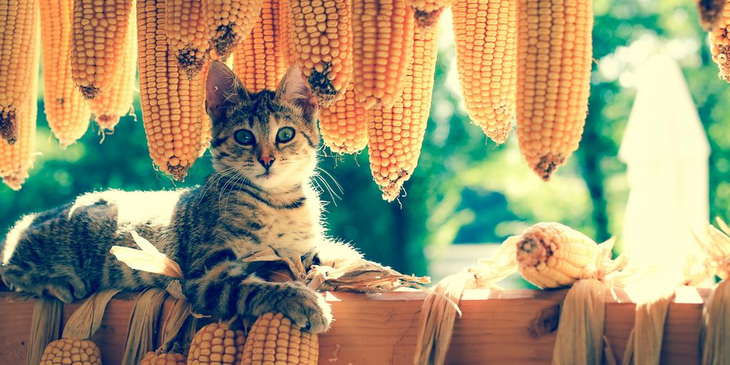 brown tabby cat lying next to corns