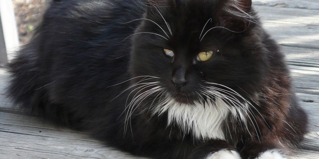 cat sitter playing with cat at home during night