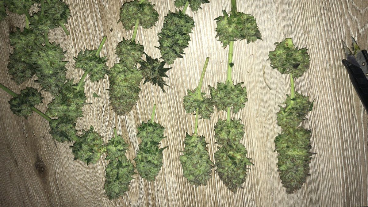 Häufig gestellte Fragen (FAQ) zum Kauf von Cannabissamen