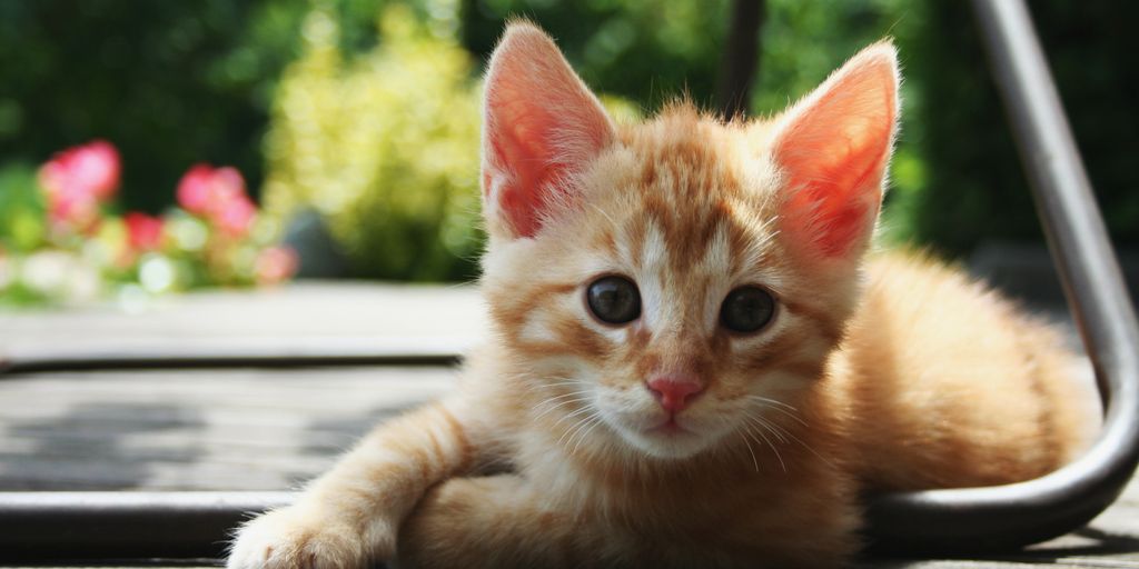 cats playing and relaxing in a cozy cat boarding facility