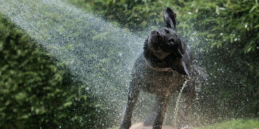 black dog playing water fountain during daytime
