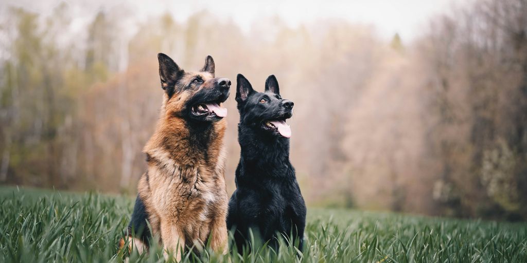 black and tan german shepherd on green grass field during daytime