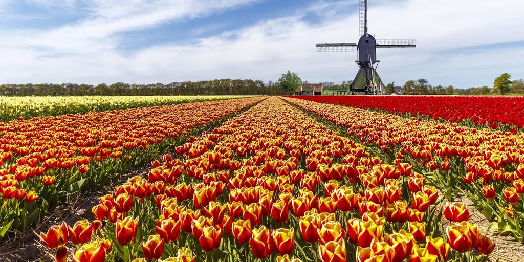 Albany Tulip Festival