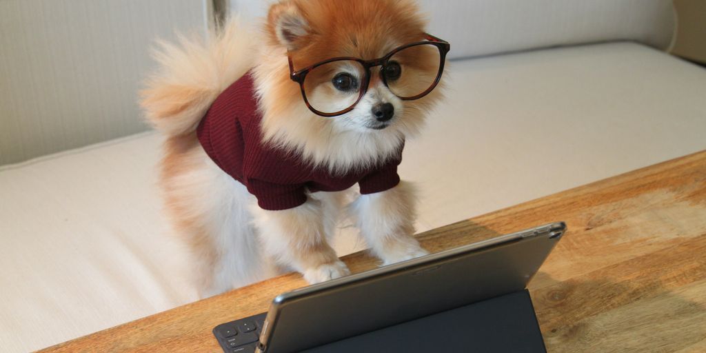 brown and white pomeranian puppy on macbook pro