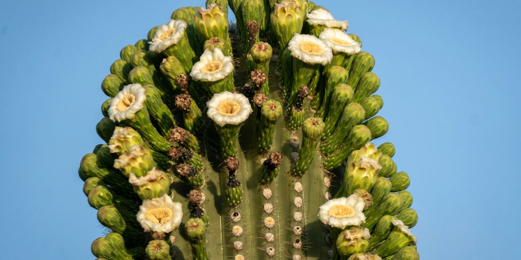 A flowering cactus blooms beautifully against a blue sky.