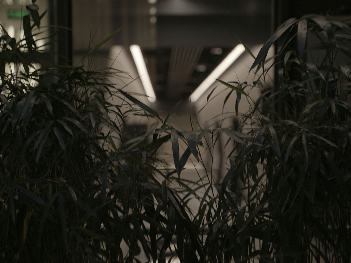a plant in front of a building at night