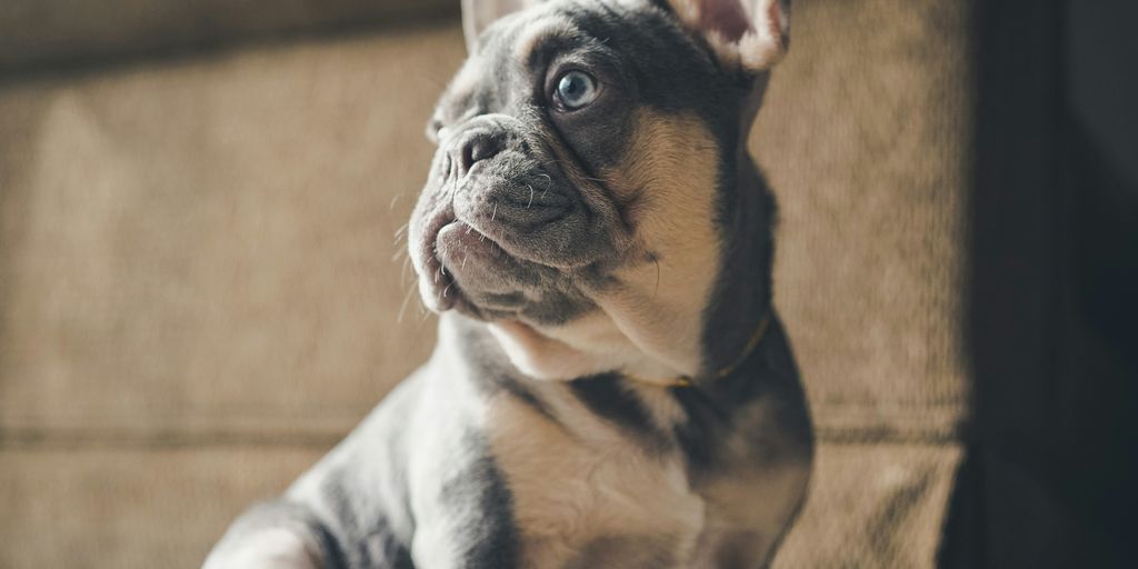 black and white short coated small dog