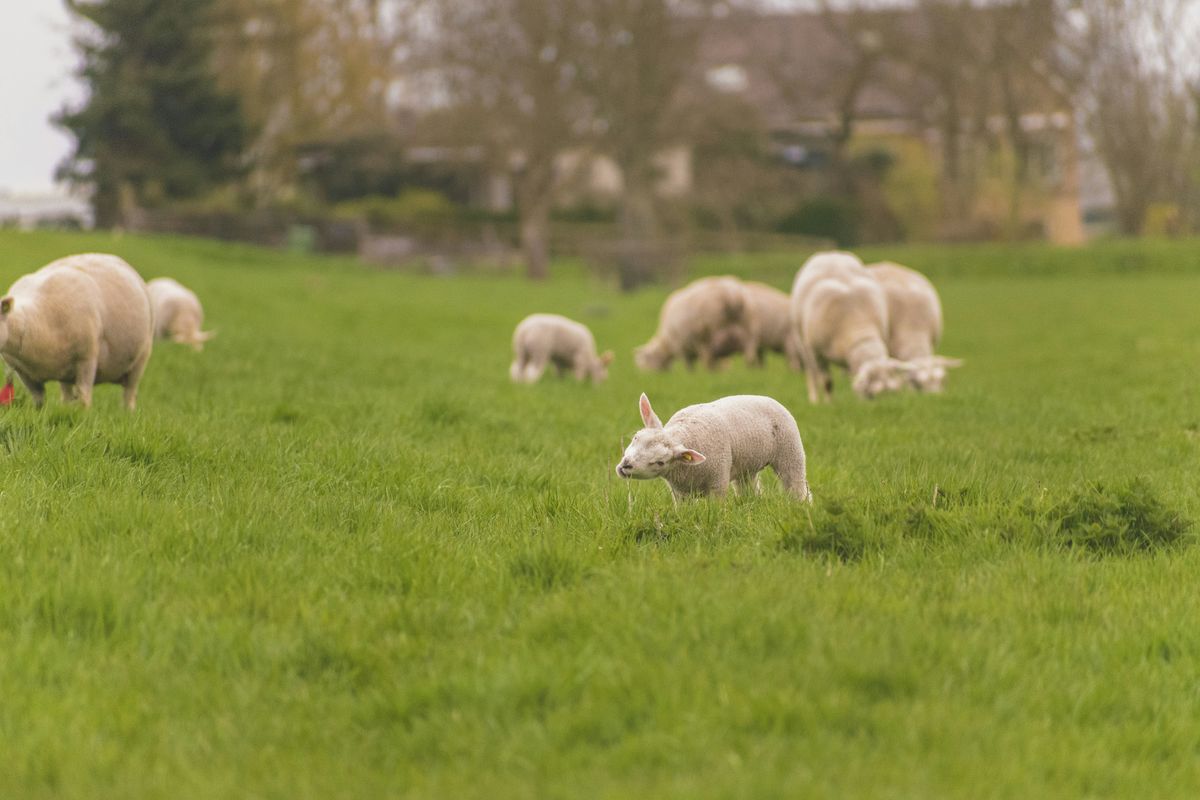 Furry Fertilizers: The Grazing Guide to JADAM