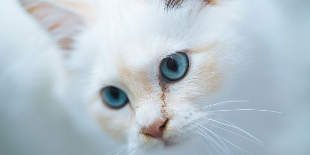 white and brown short fur cat