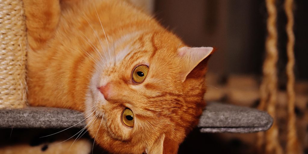 cozy cattery interior with playful cats and comfortable amenities