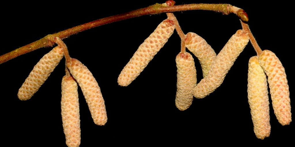 brown and white cactus plant