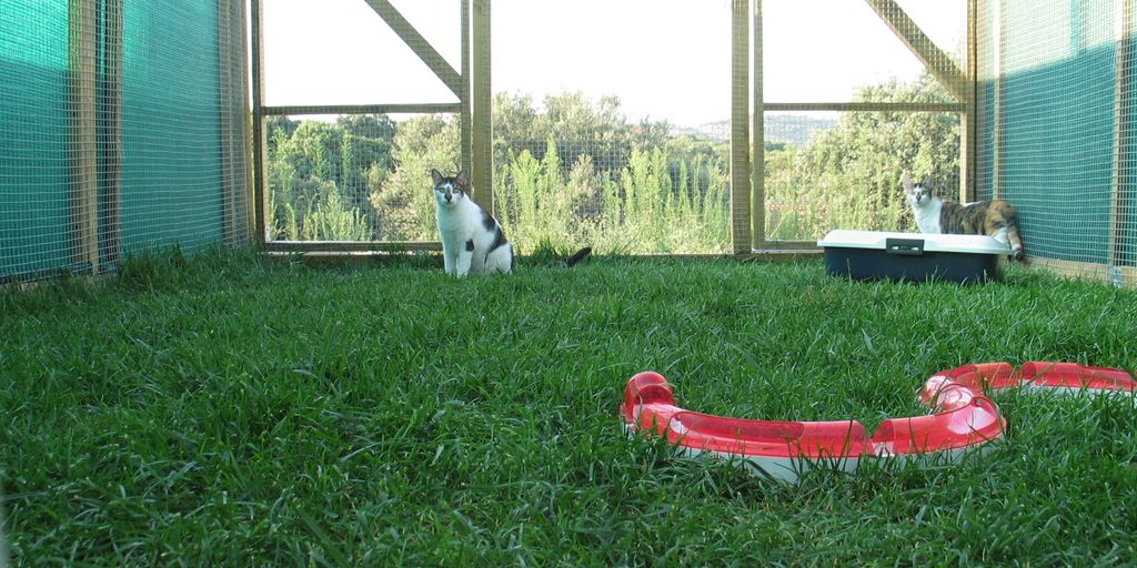 luxurious cat boarding facility