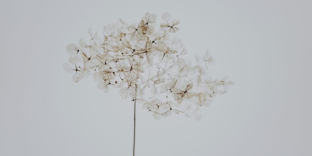 white flower painting