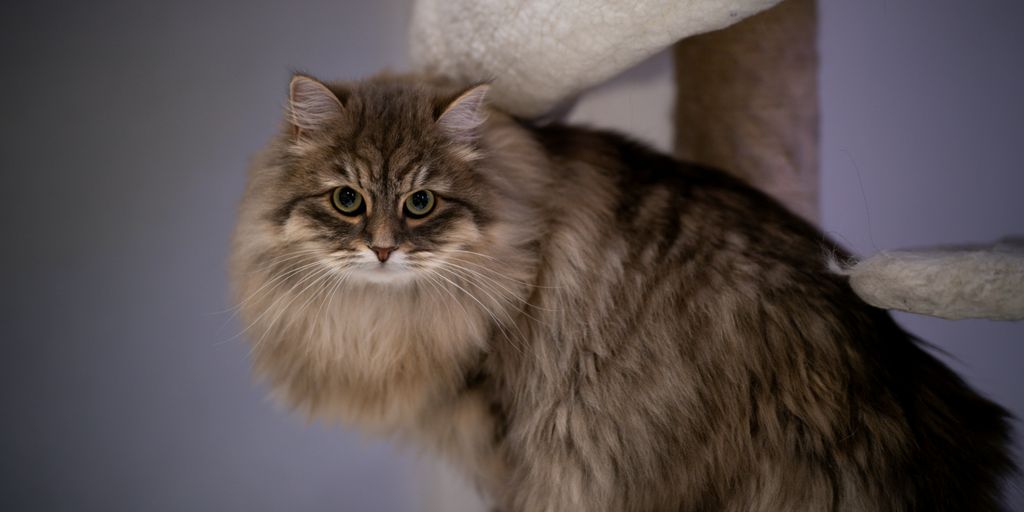 brown and black cat on white textile