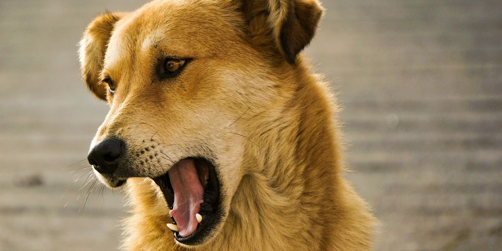 photo of long-coated brown dog barking