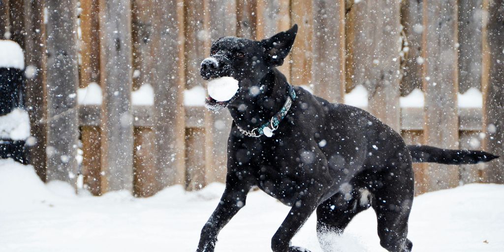 black short coat dog on snow covered ground during daytime