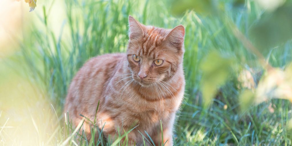 a small orange cat sitting in the grass