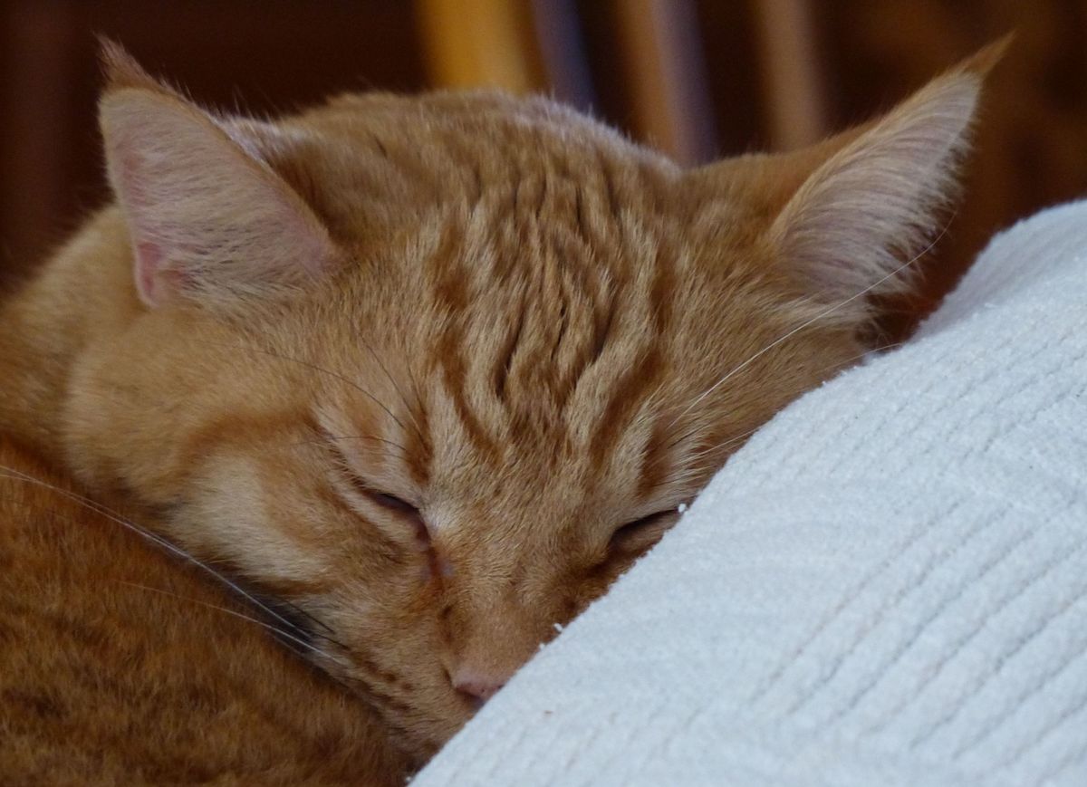 2. Purrfect Bed - Original