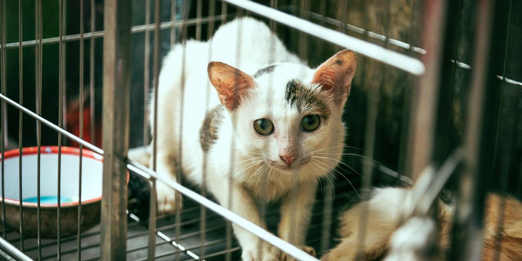 white and brown cat inside cage