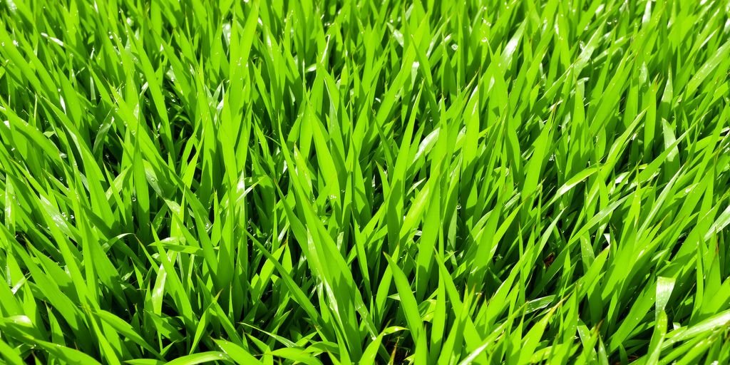 Green grass thriving under a summer sun.