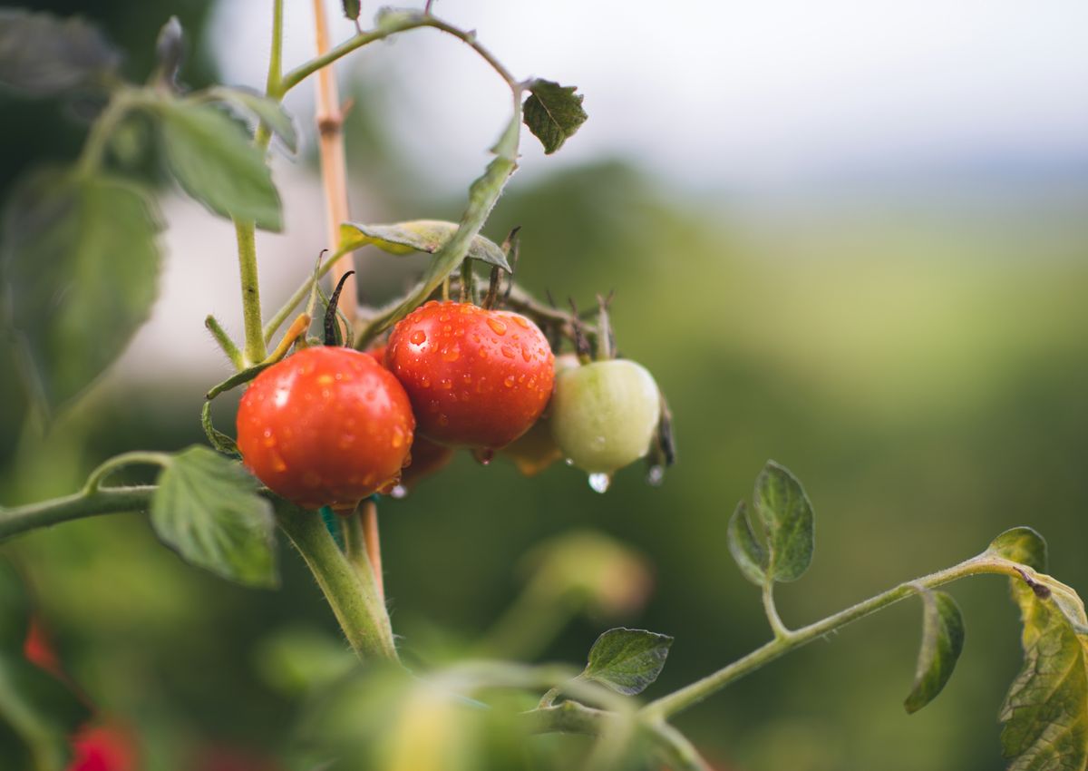 The Philosophy of JADAM: More Than Just Farming