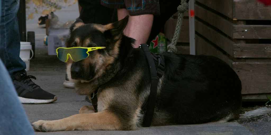 a german shepard dog wearing sunglasses while sitting on the ground