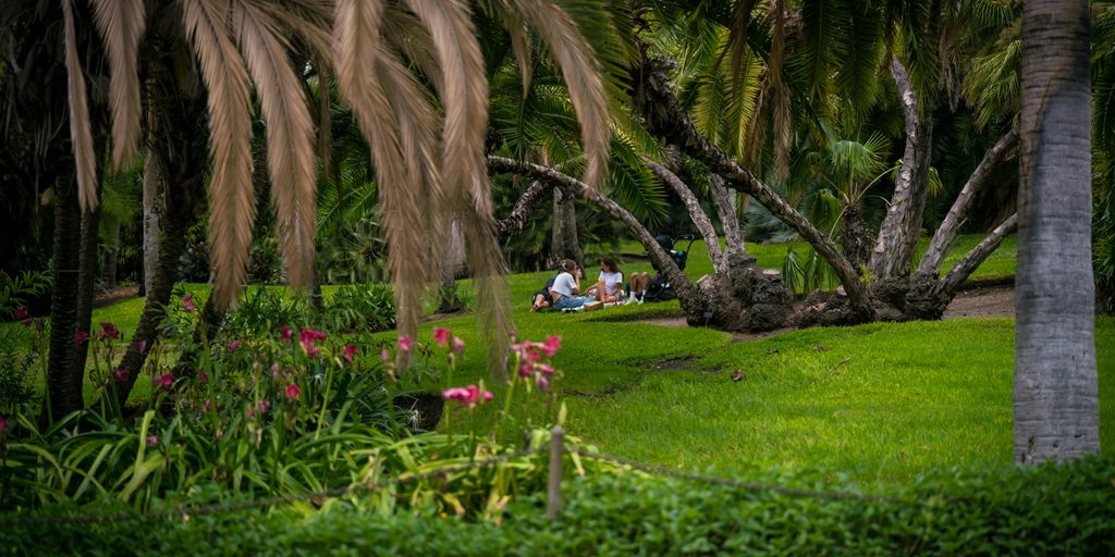 green grass field with palm trees