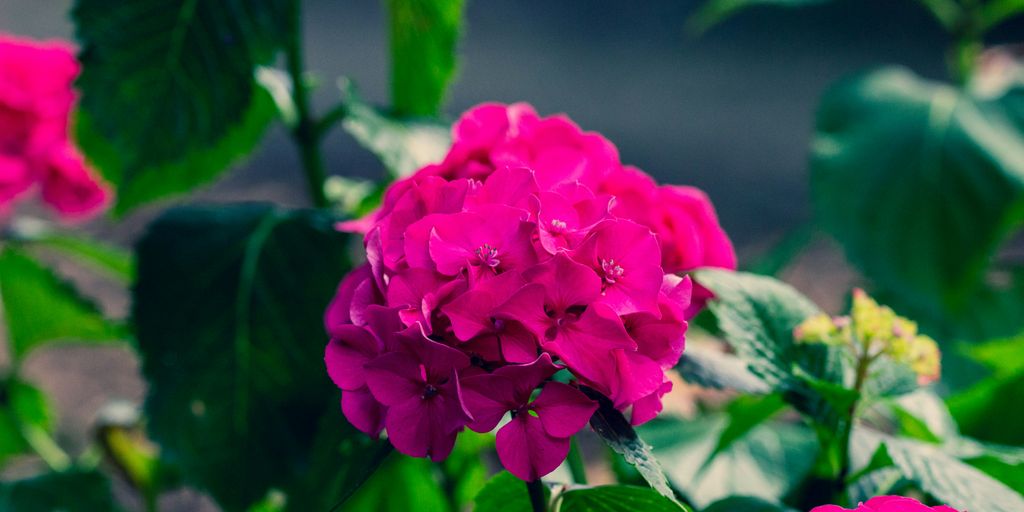 pink flower in tilt shift lens