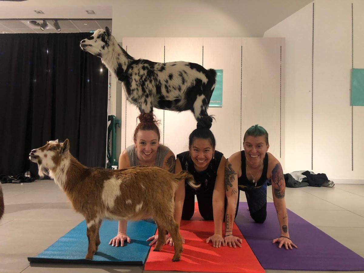 Finding Your Fit What Size Yoga Ball Should You Choose? — Yoga Kali