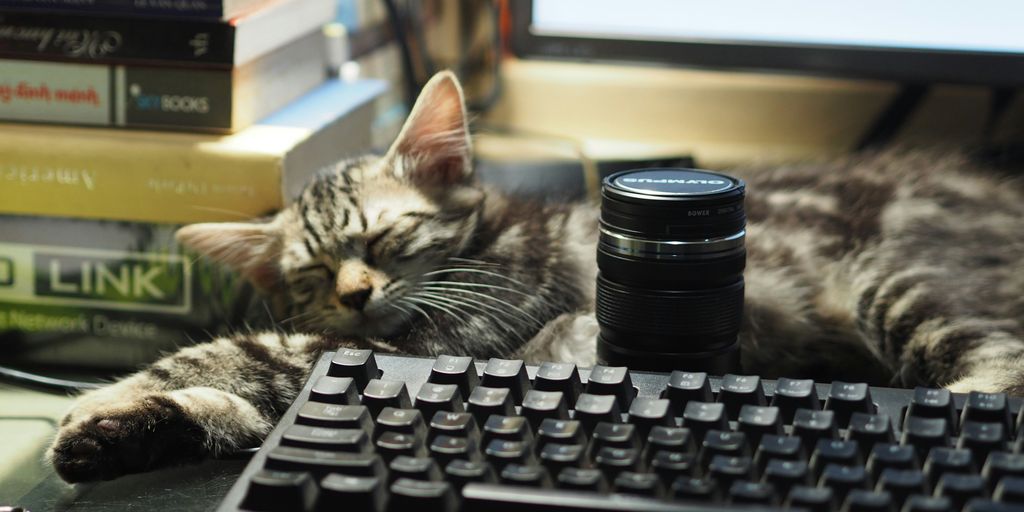 silver tabby cat on black computer keyboard