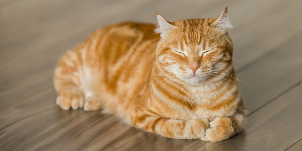 orange tabby cat on brown parquet floor