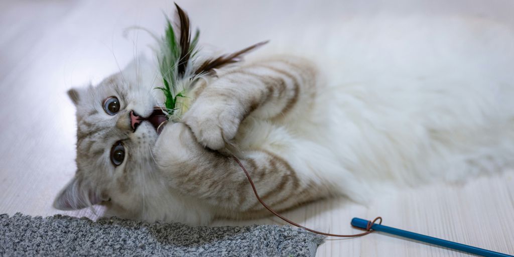 a cat playing with a toy on the floor