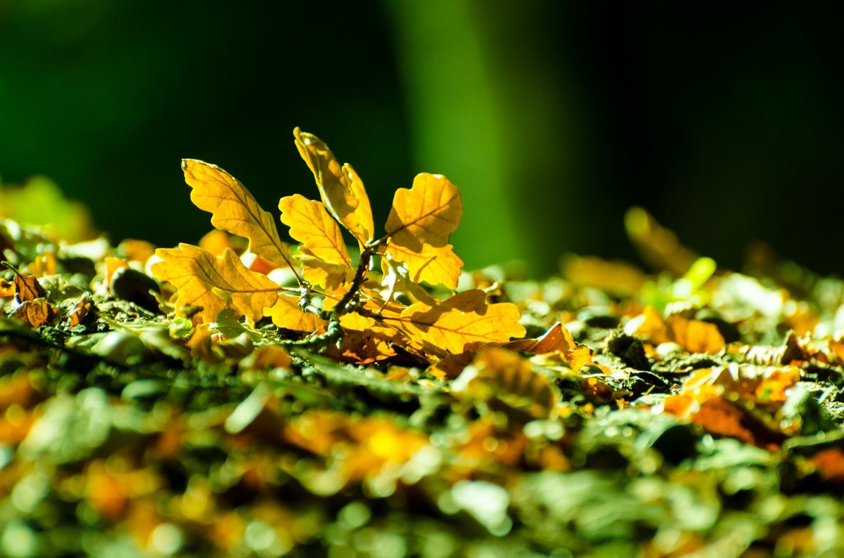 Autumn Adventures in Knoxville