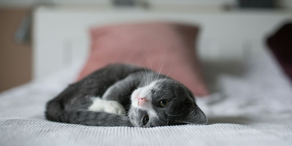 kitten lying down on bed