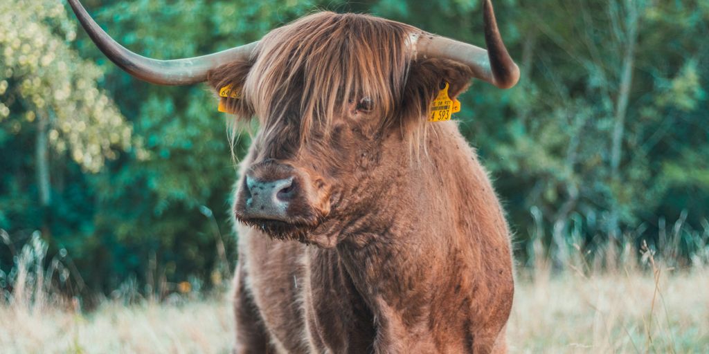 brown cattle