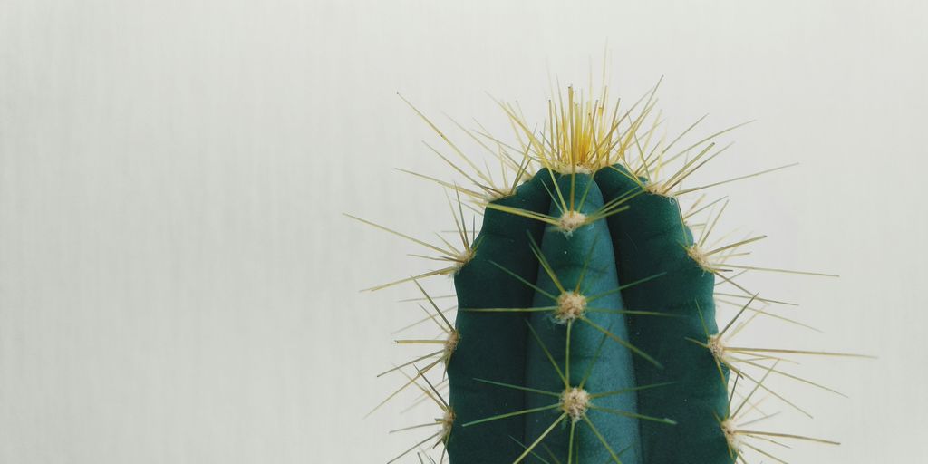 close-up photo of green cactus