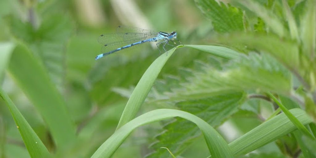 wildlife garden with birds, bees, butterflies, and a hedge