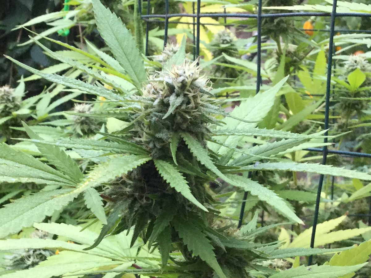 Anbau von Cannabis in Abtsdorf: Was ist erlaubt?