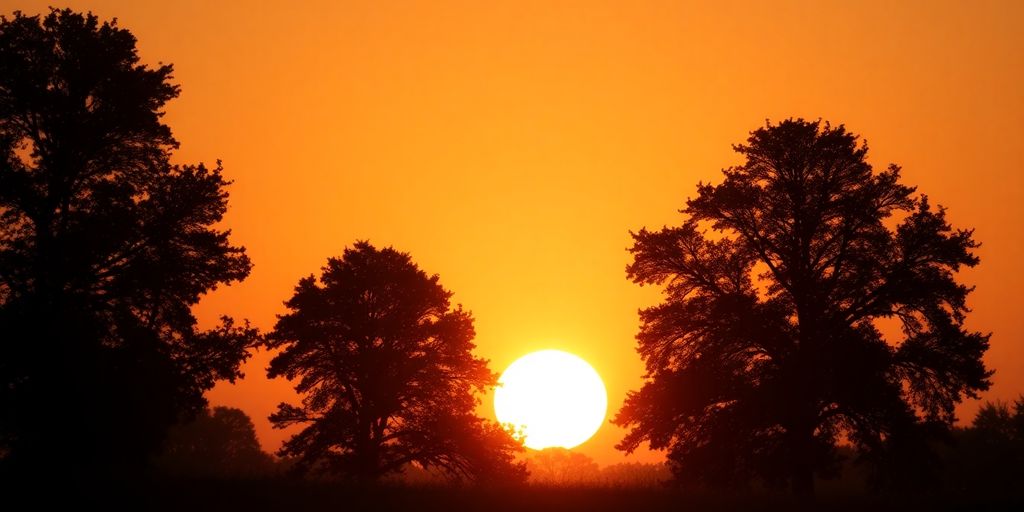 Silhouettes of trees with a bright sunrise background.