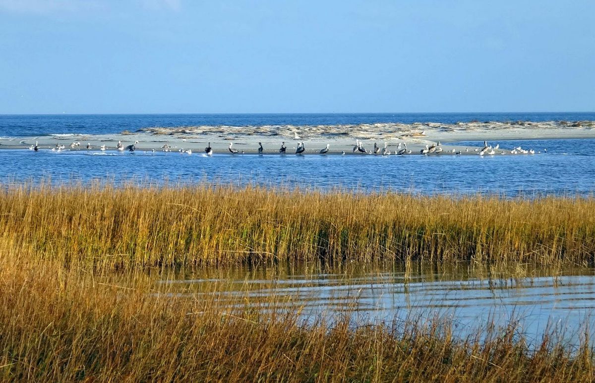 Outdoor Adventures: Hilton Head's Wildlife and Nature Tours