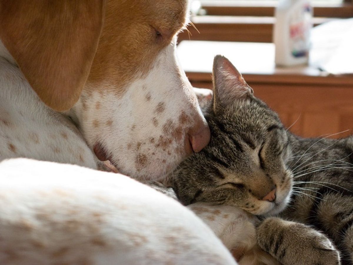 3. Adopter un animal