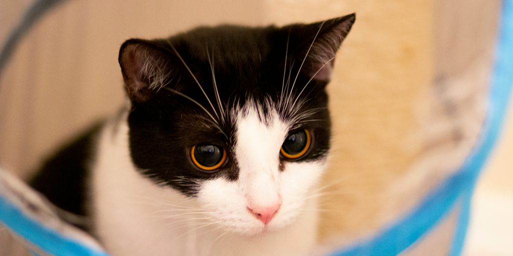 a black and white cat sitting inside of a cage