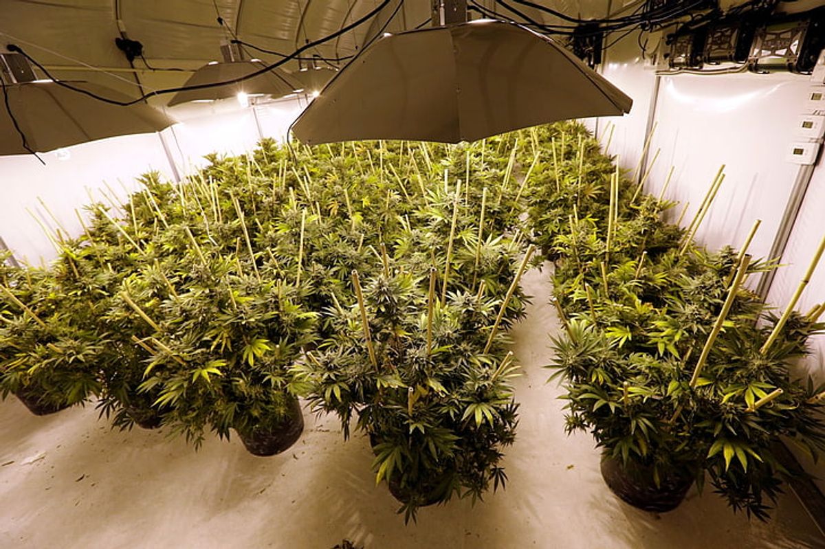 Rechtliche Aspekte der Cannabiszucht in Hessen